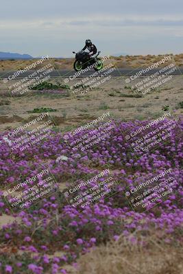 media/Jan-14-2023-SoCal Trackdays (Sat) [[497694156f]]/Turn 14 Exit Bloomig (145pm)/